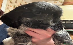 Cocker Spaniel dogs for sale: Show Cocker Pups - Image 2