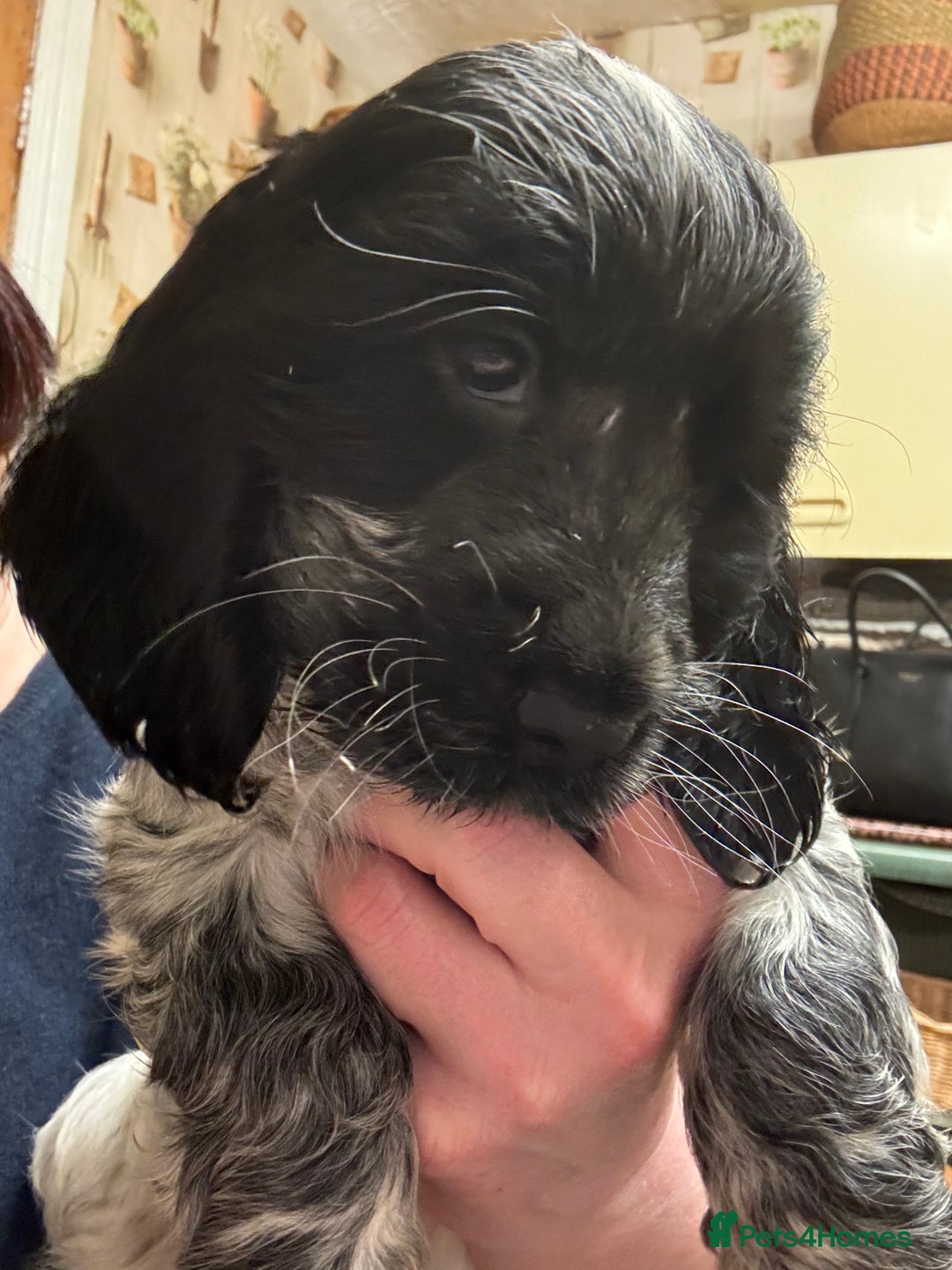 Cocker Spaniel dogs for sale: Show Cocker Pups - Image 2