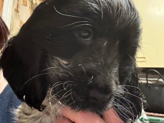 Cocker Spaniel dogs - Advert 1