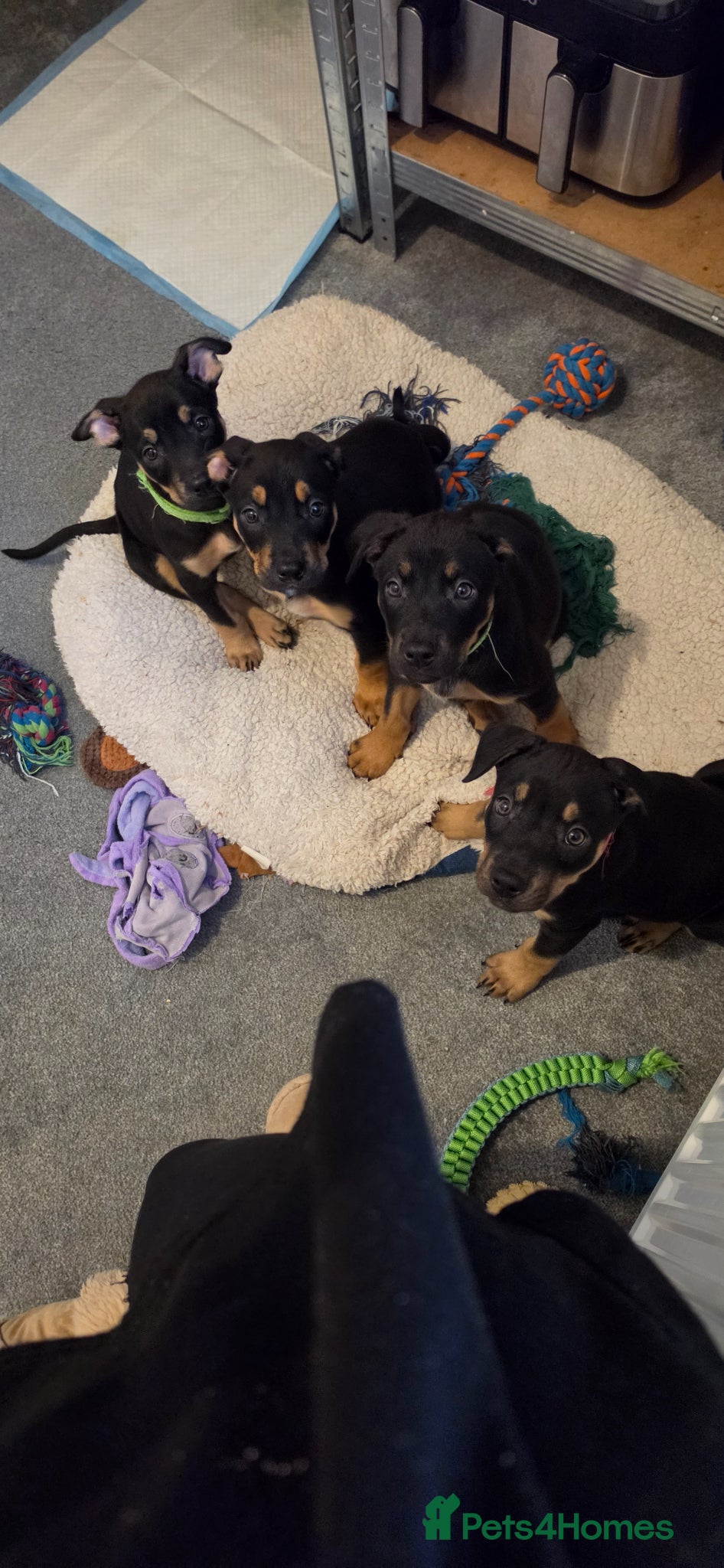 Mixed Breed dogs Stunning Doberman/shepherd puppies - Advert 4