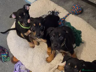 Mixed Breed dogs Stunning Doberman/shepherd puppies - Advert 4