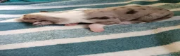 Border Collie dogs for sale: Border collie pups - Advert 14