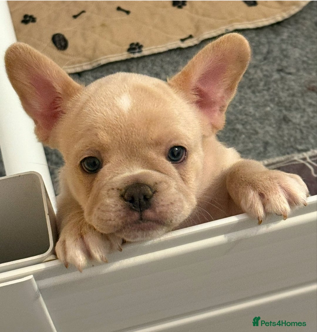 French Bulldog dogs for sale: French Bulldog Puppies - Advert 3