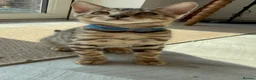 Bengal cats for sale: Stunning Bengal 3 Boys left - Advert 19