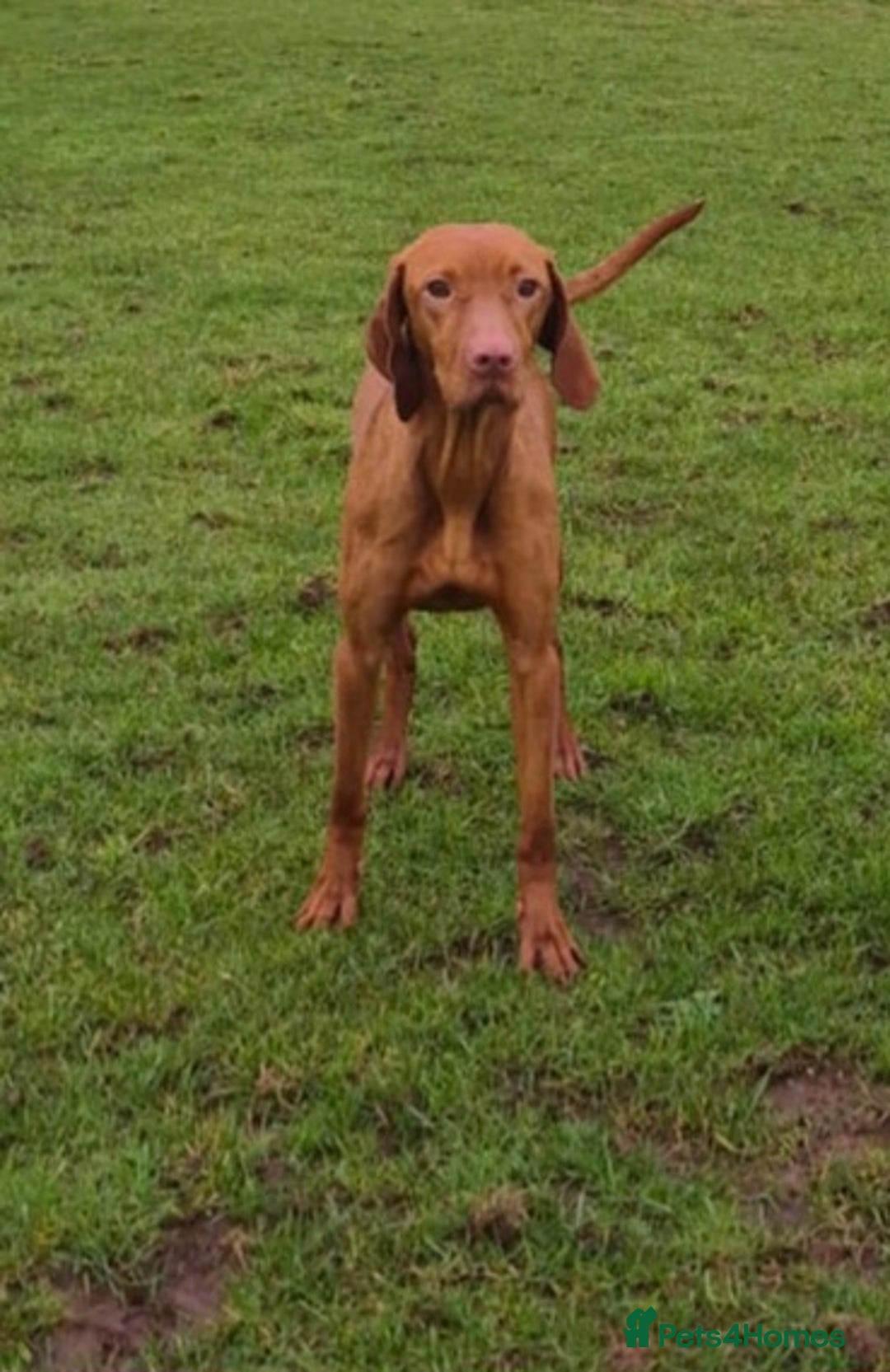 Hungarian Vizsla dogs for sale: Stunning loving Hungarian vizla  - Advert 1