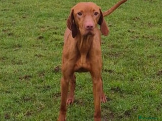 Hungarian Vizsla dogs Stunning loving Hungarian vizla - Advert 1