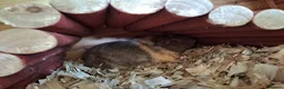 Guinea Pig rodents for sale: Gorgeous guinea pigs looking for their new homes - Advert 5