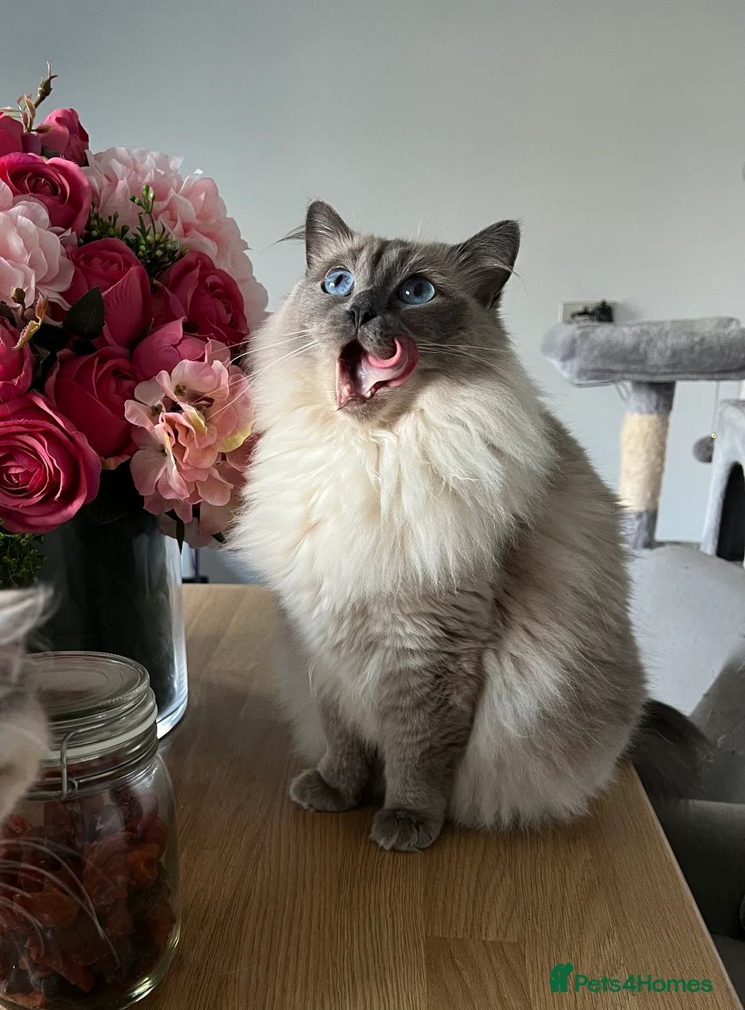 Ragdoll cats for sale: Female Ragdolls for sale - Advert 1