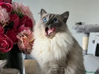 Ragdoll cats Female Ragdolls for sale - Advert 11