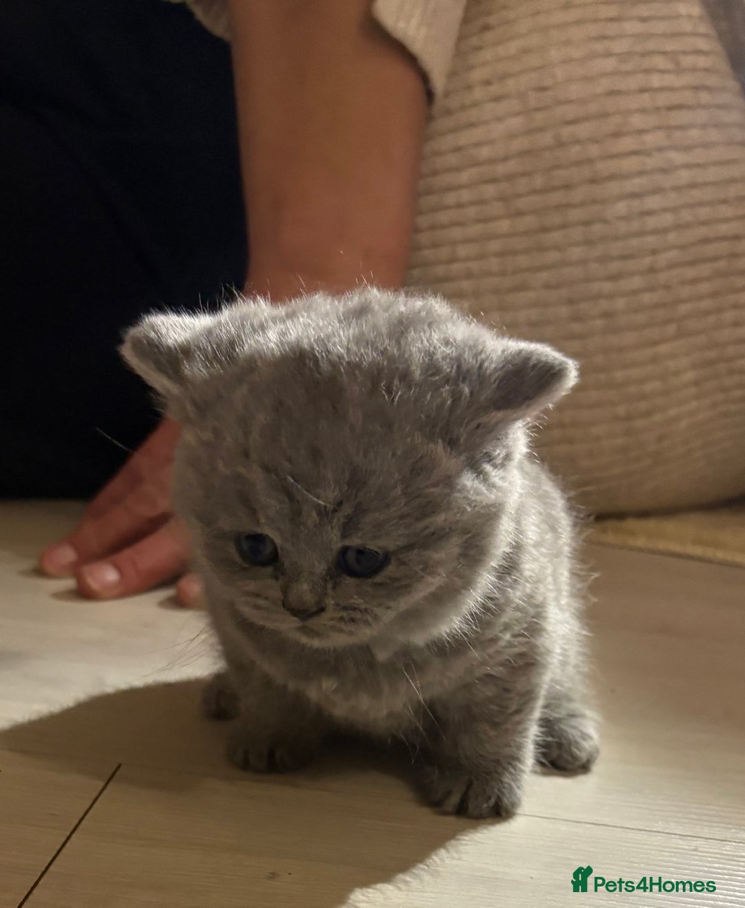 British Shorthair cats for sale: Beautiful British short hair kittens  - Image 6
