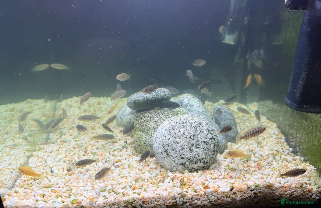 Cichlids fish for sale: Mbuna Cichlid Fry in Doncaster - Advert 2