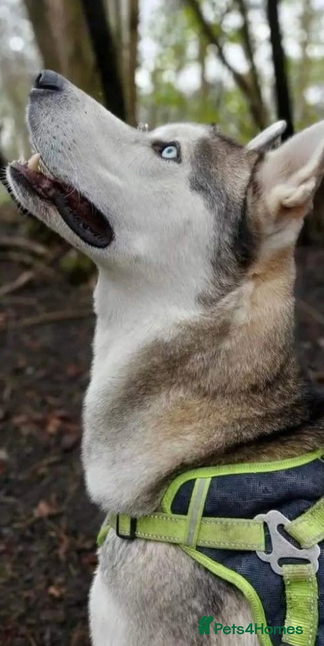 Siberian Husky dogs for sale: Husky looking to rehome - Advert 2
