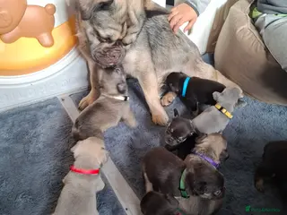 French Bulldog dogs Exotic coloured visual fluffy frenchies - Advert 9