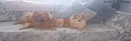 Pomeranian dogs for sale: 4 Gorgeous Pomeranian Puppies in Enfield - Advert 8