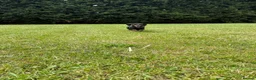 Miniature Dachshund dogs for sale: Stunning Miniature Dachshund Puppies Available - Advert 2