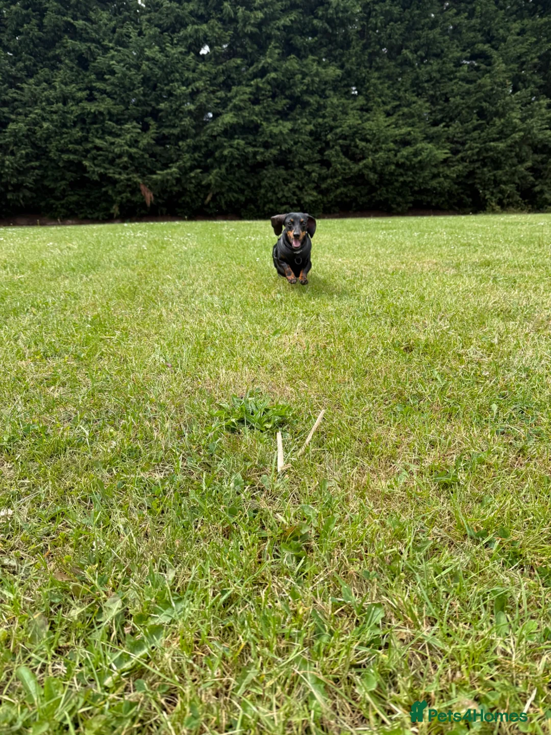 Miniature Dachshund dogs for sale: Stunning Miniature Dachshund Puppies Available - Advert 2