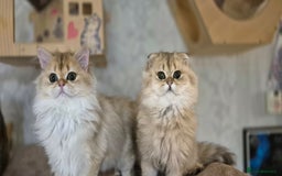 Scottish Fold cats for sale: I girl left! TICA reg. Scottish Fold ready to go - Image 8