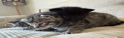 Bengal cats for sale: Stunning litter of kittens  - Advert 5
