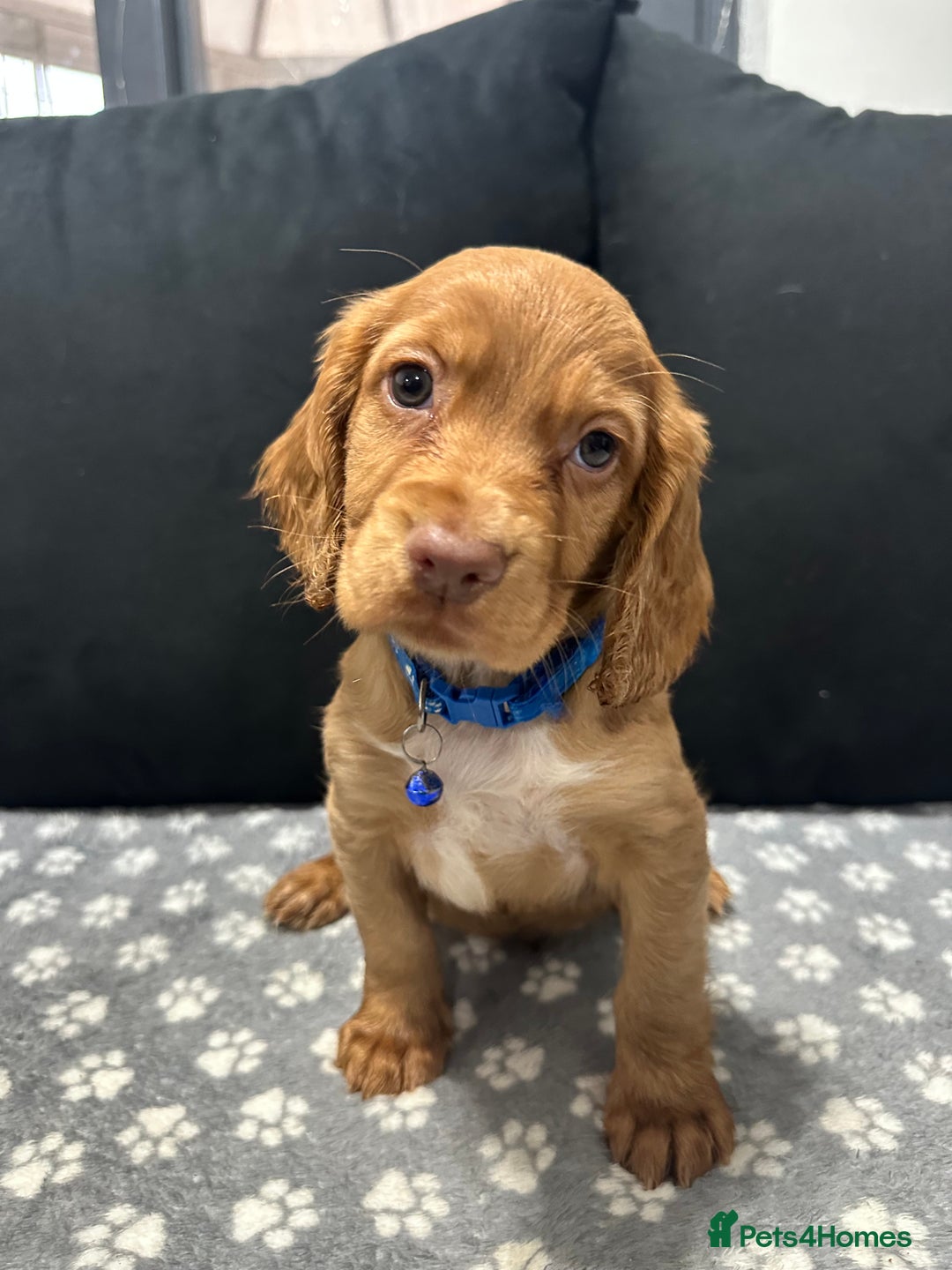 Cocker Spaniel dogs for sale: 3 beautiful cocker spaniel puppies left  - Advert 1