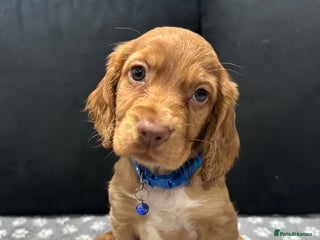 Cocker Spaniel dogs 3 beautiful cocker spaniel puppies left - Advert 2