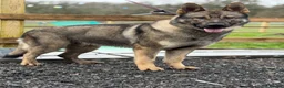 German Shepherd dogs for sale: Elite DDR German Shepherd - World-Class Pedigree  - Advert 22