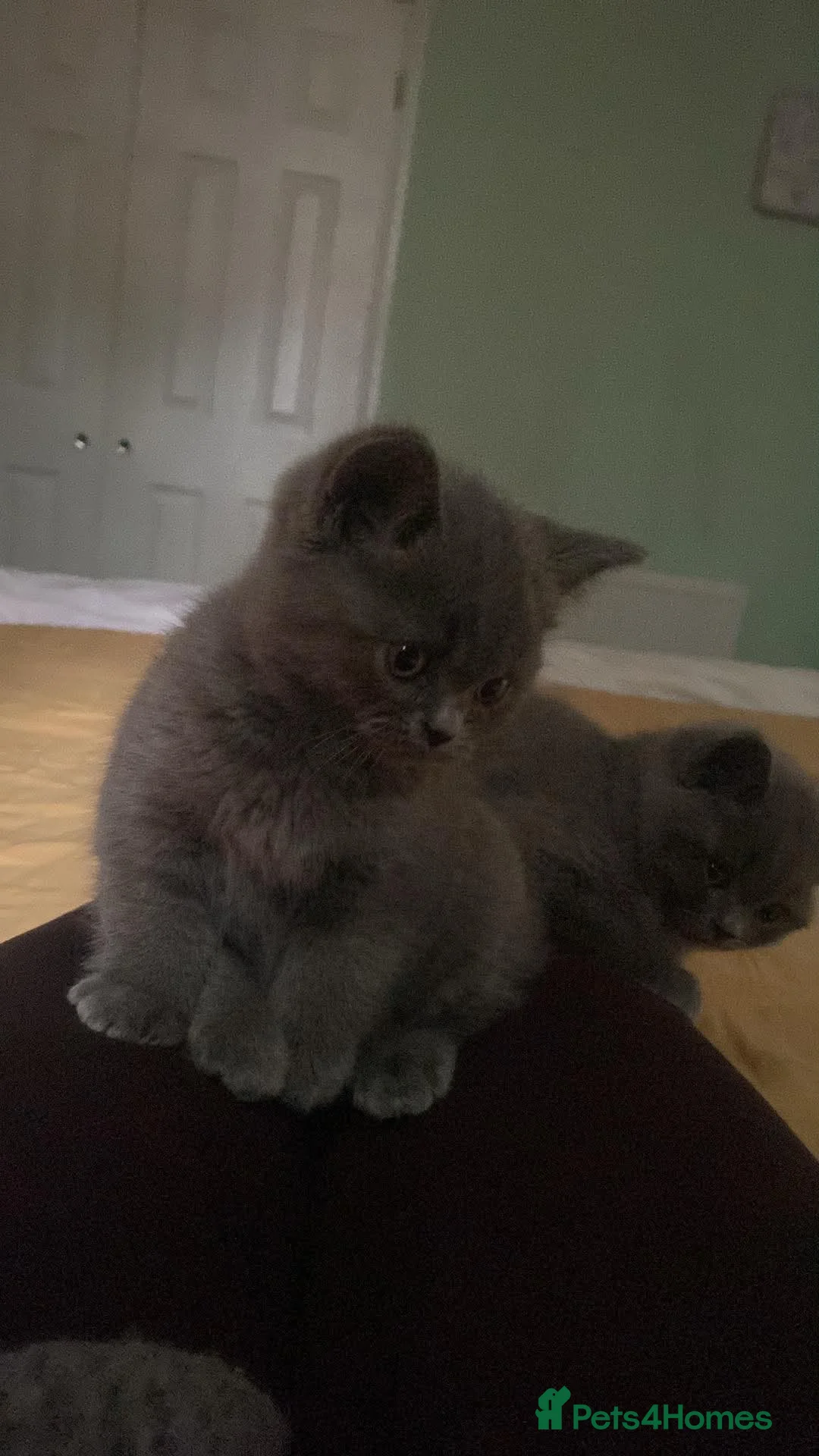British Shorthair cats for sale:  A very special British Shorthair kitten - Advert 2