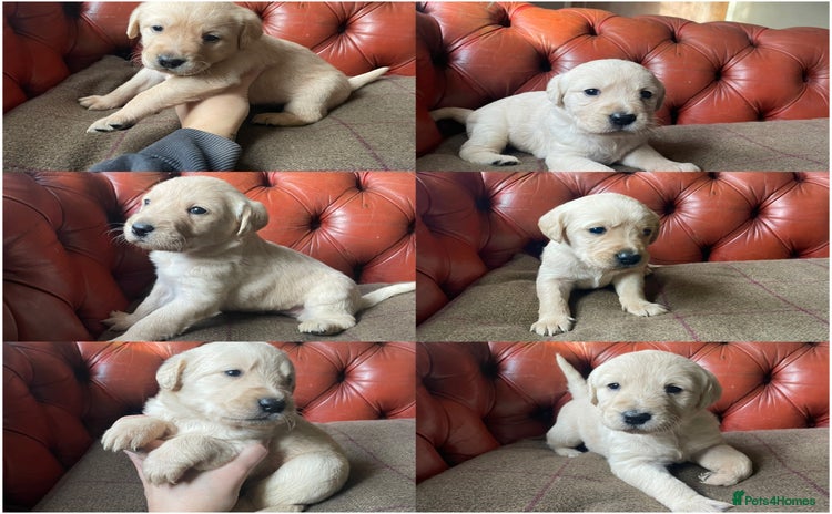 Goldendoodle dogs - Advert 1