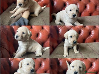 Goldendoodle dogs Goldendoodle puppies - Advert 2