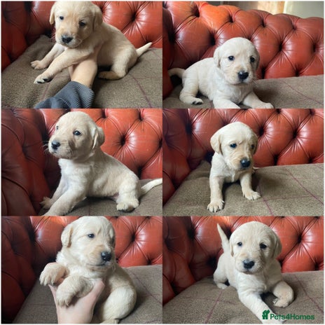 Goldendoodle dogs - Advert 1