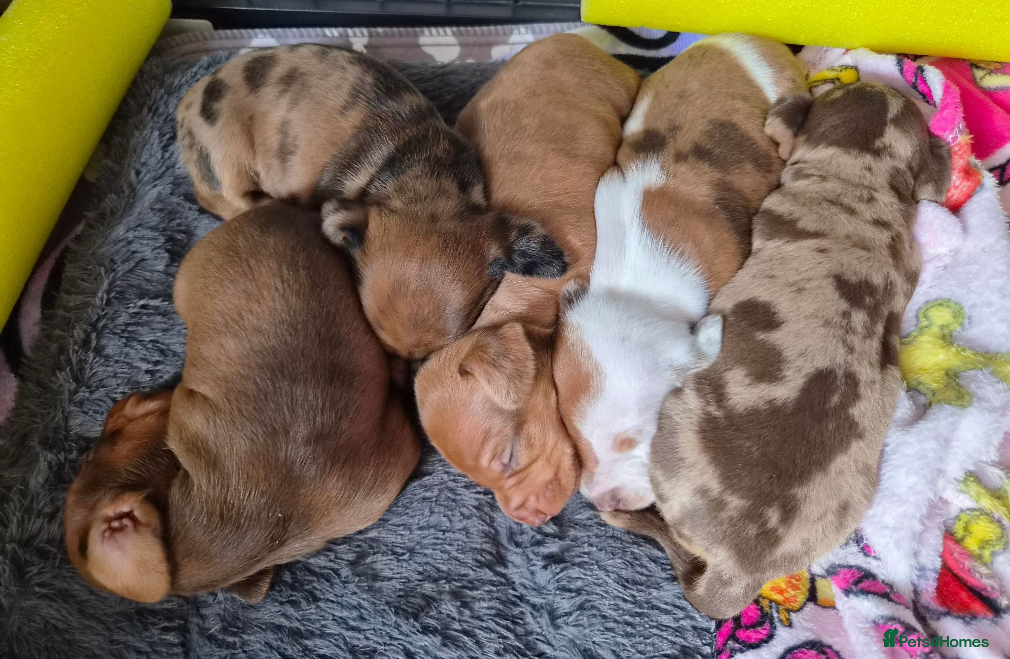 Miniature Dachshund dogs Miniature Dachshunds (short-haired) - Advert 11