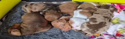 Miniature Dachshund dogs for sale: Miniature Dachshunds - Advert 3