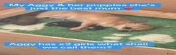 Chihuahua dogs for sale: Black & tan chihuahua  **   in Mexborough - Advert 3