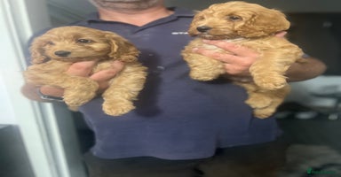 Cockapoo dogs - Advert 5