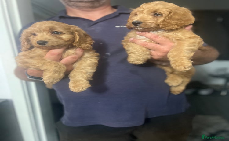 Cockapoo dogs - Advert 5