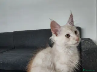 Maine Coon cats RARELY LION KING - Advert 16