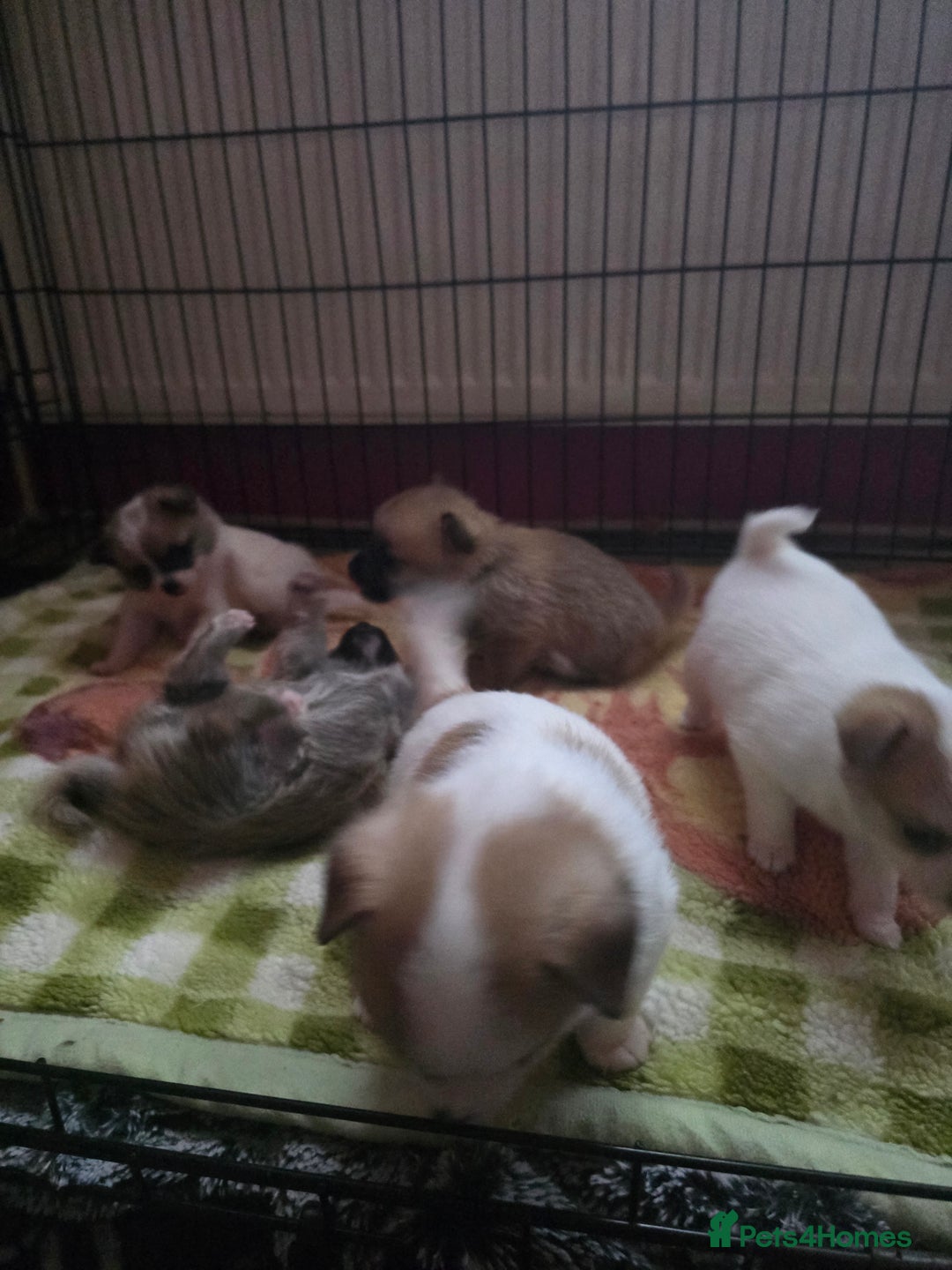 Pomchi dogs for sale: Beautiful Pomchi Puppy's ❤️  - Advert 5