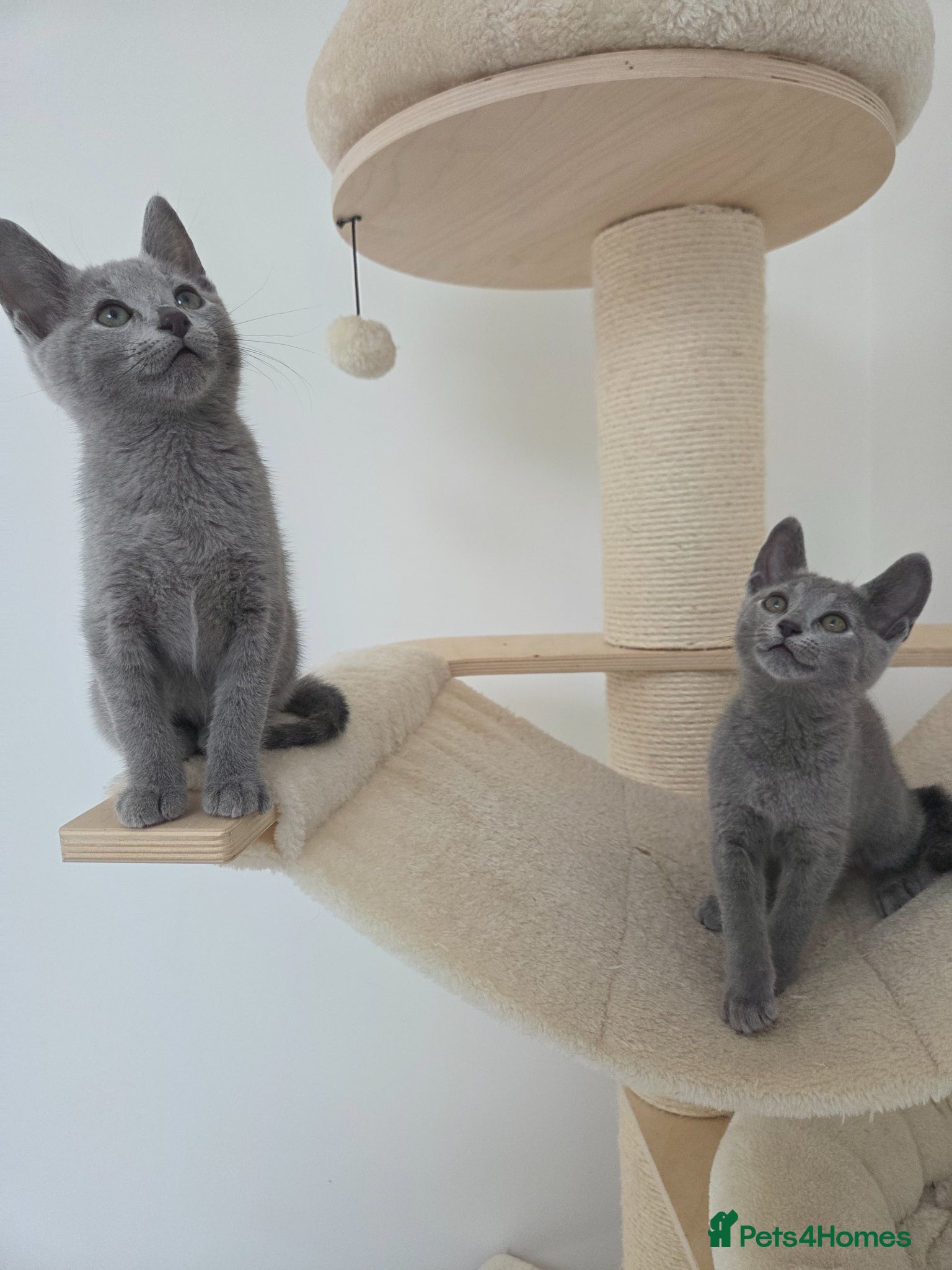 Russian Blue cats 💙 Russian Blue Kittens – Champion Line, TICA - Advert 16