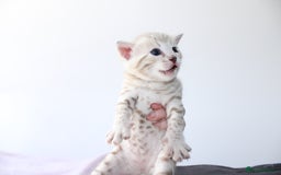 Bengal cats for sale: 😻OUTSTANDING SHOW BENGALS. SHOW WINNING PARENTS🏆 - Image 34