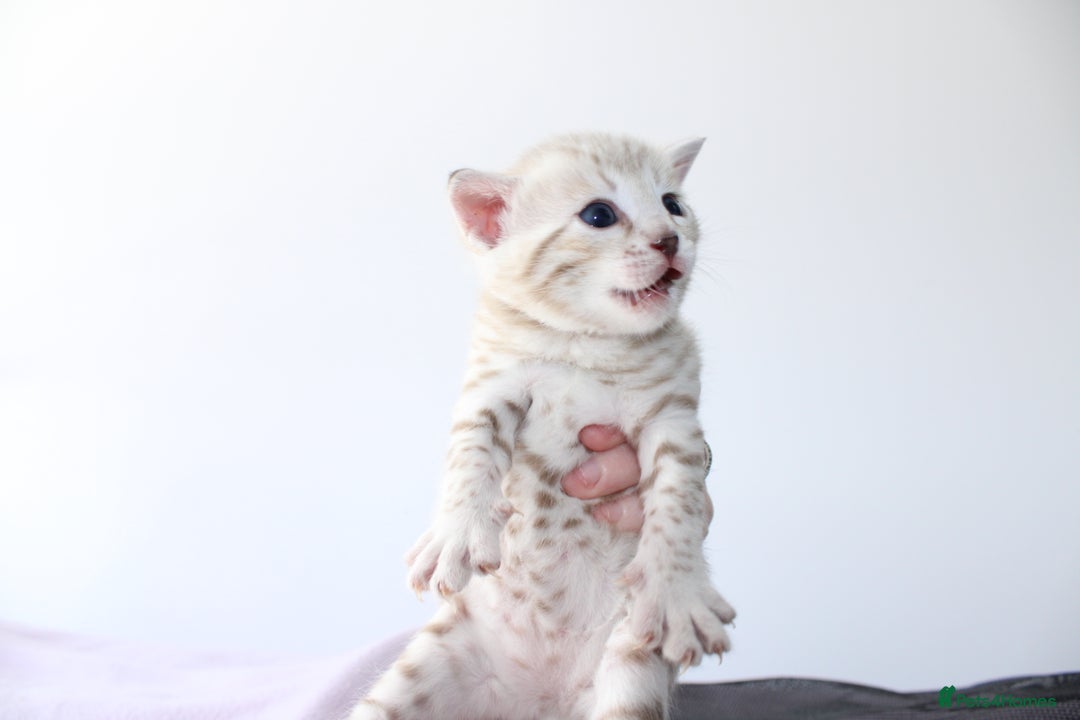 Bengal cats for sale: 😻OUTSTANDING SHOW BENGALS. SHOW WINNING PARENTS🏆 - Image 34