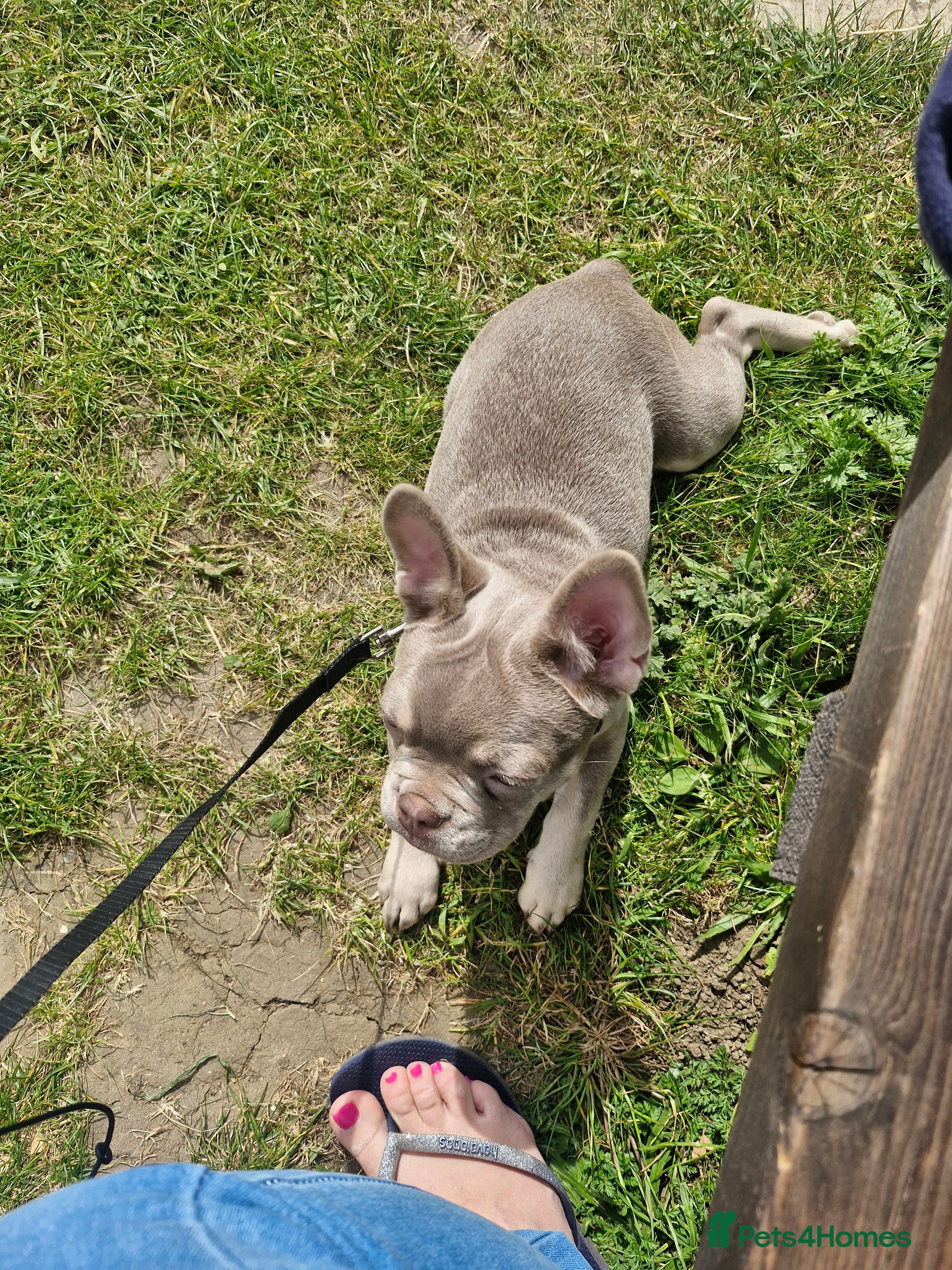 French Bulldog dogs for sale: French bulldog female in Ashford - Advert 4