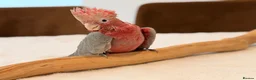 Cockatoo birds for sale: Last Silly Tame Galah Cockatoo  - Advert 4