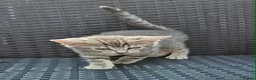 Bengal cats for sale: Half bengal kittens  - Advert 6
