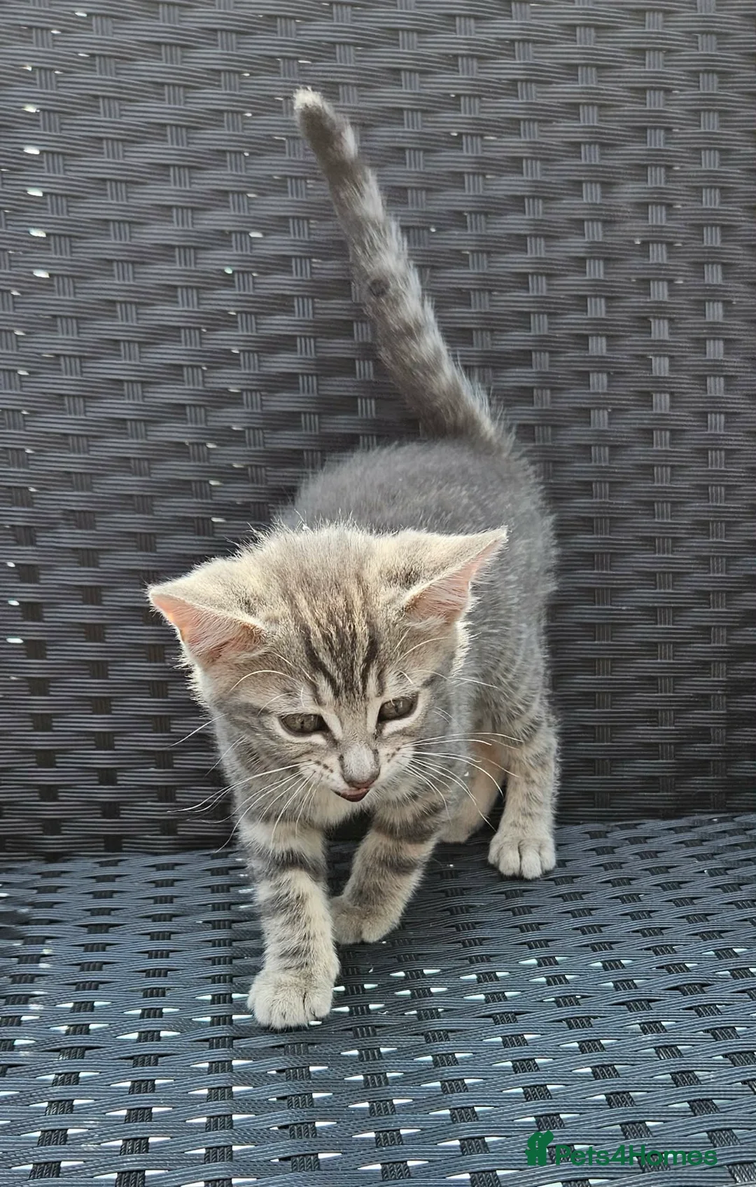 Bengal cats for sale: Half bengal kittens  - Advert 6