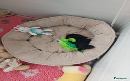 Toy Poodle dogs for sale: Kc reg black toy poodle  - Image 4