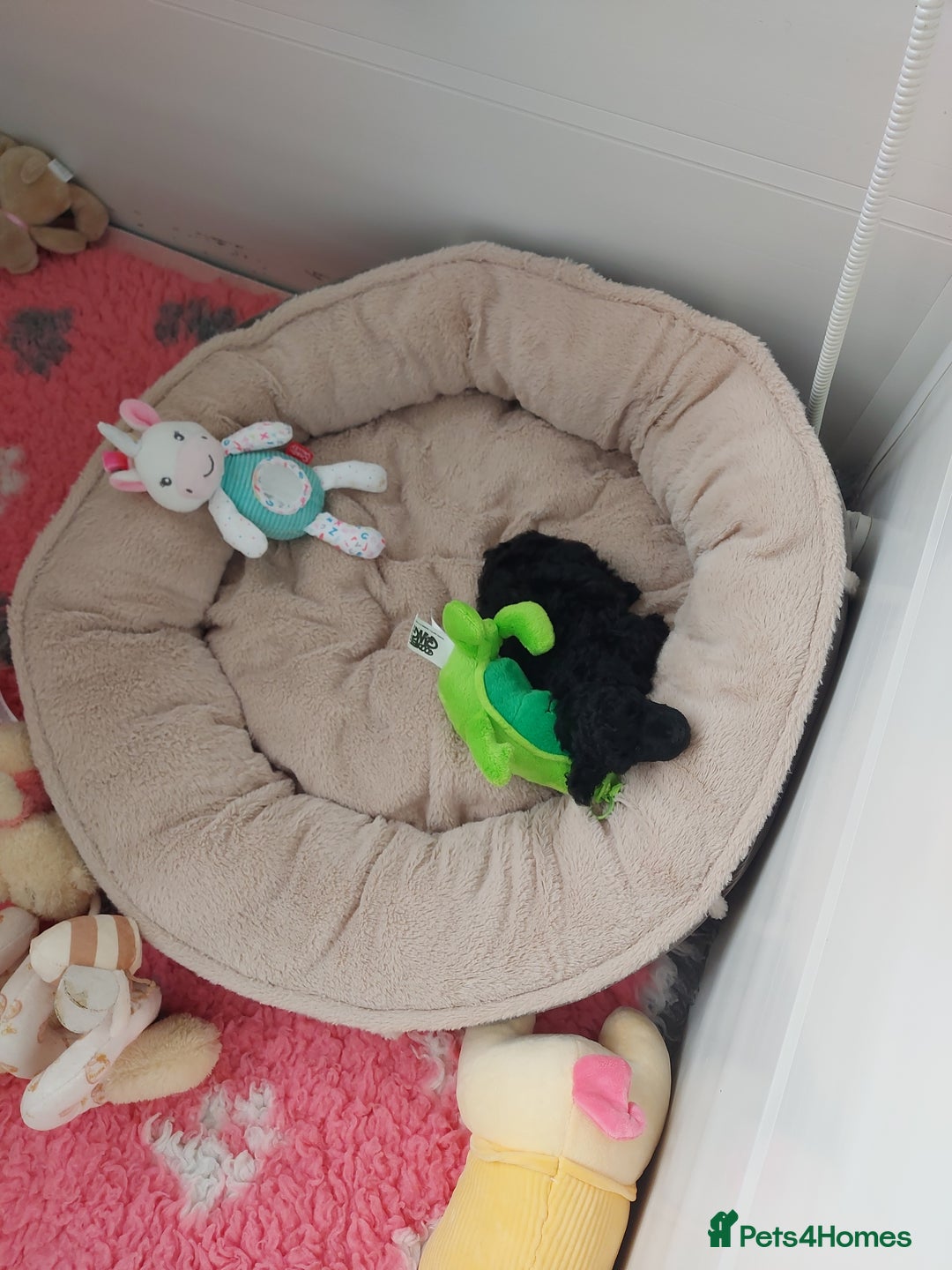 Toy Poodle dogs for sale: Kc reg black toy poodle  - Image 4