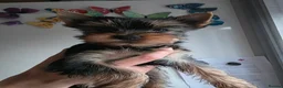 Yorkshire Terrier dogs for sale: KC Registered Yorkshire puppies  - Advert 7