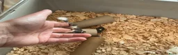 Mouse rodents for sale: Pied dormice ; grass striped mice  - Advert 12