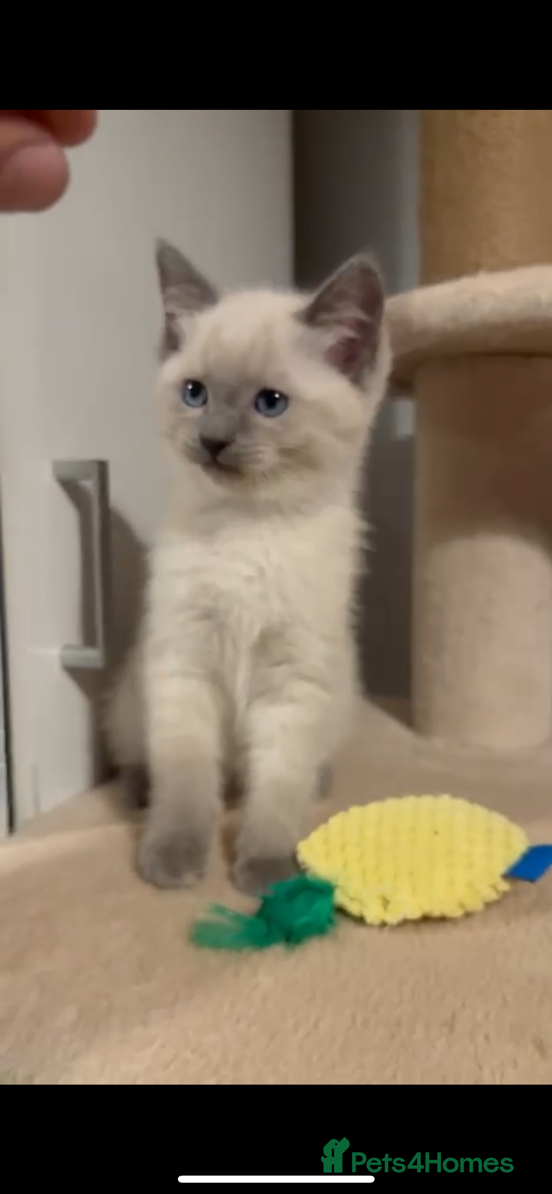 Mixed Breed cats for sale: Ragdoll x BSH male kitten - Image 6
