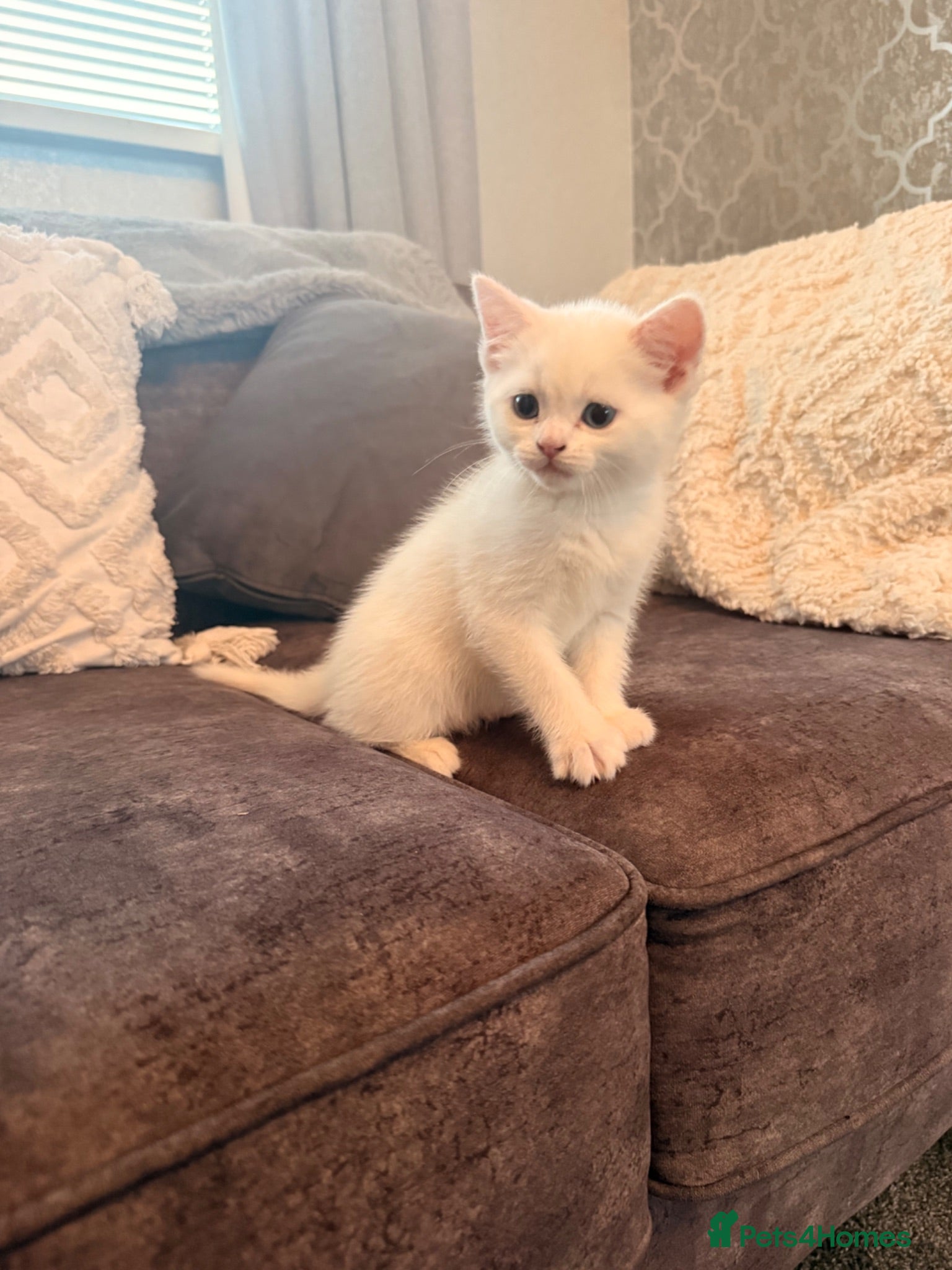 Persian cats Last Persian kittens left  🐾 - Advert 18