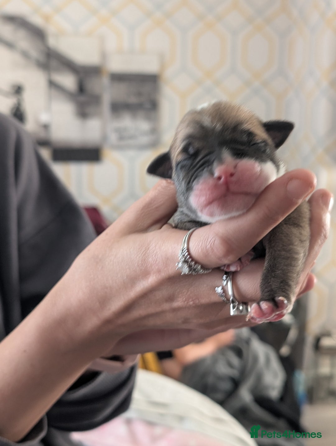 Old Tyme Bulldog dogs for sale: Old tyme bulldog pups  - Image 9